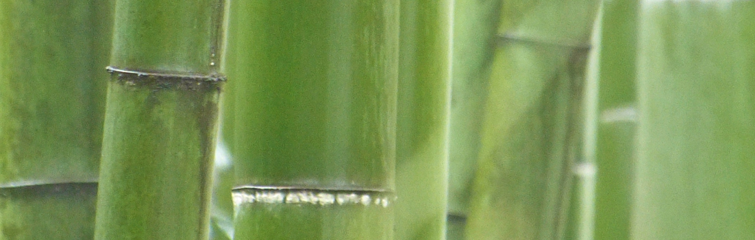 pin cactus Eve's Needle Cactus
